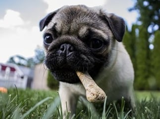 aliments toxiques pour le chien